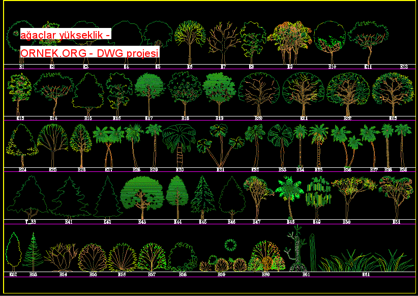 elevation trees