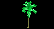Palm tree - 3D 3d - palm