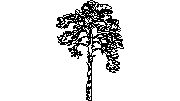çam ağacı Borovice1