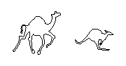 hayvanlar Camel kanguru