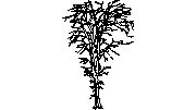 gürgen ağacı Habr