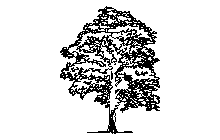 Ağaç yaprak döken - yükseklik K15 -2