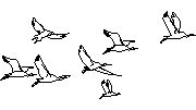 Kuşlar - uçan akın Kuşlar 1