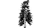 karaçam ağaç Modøín