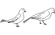 Didiklemek küçük kuşlar Ptacci