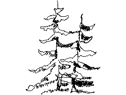 Ladin ağaçları - bir çift ladin