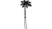 Palma - görünümü palmiye